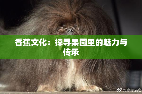 香蕉文化：探寻果园里的魅力与传承