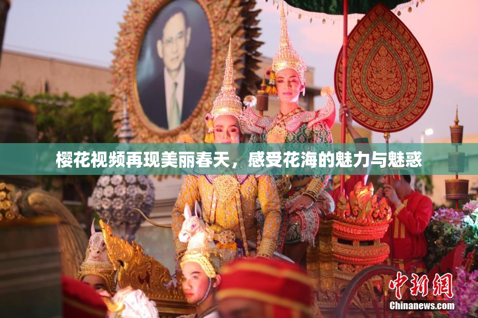 樱花视频再现美丽春天，感受花海的魅力与魅惑