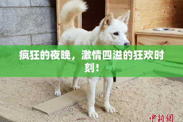 疯狂的夜晚，激情四溢的狂欢时刻！