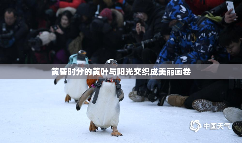 黄昏时分的黄叶与阳光交织成美丽画卷