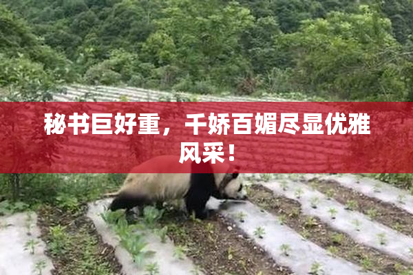 秘书巨好重，千娇百媚尽显优雅风采！