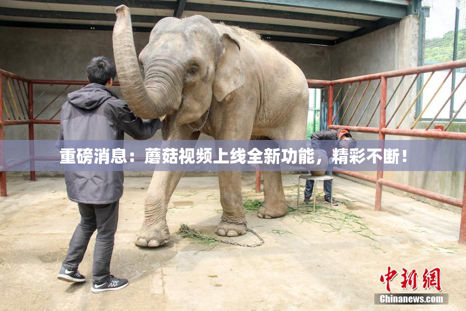 重磅消息：蘑菇视频上线全新功能，精彩不断！