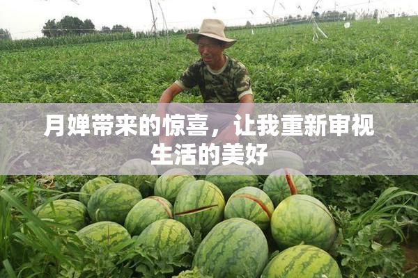 月婵带来的惊喜，让我重新审视生活的美好