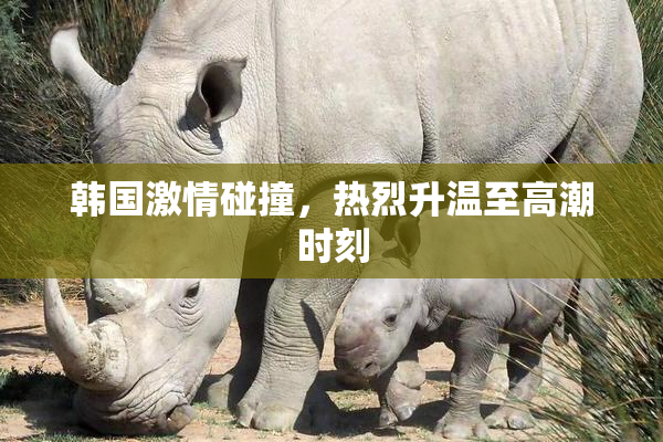 韩国激情碰撞，热烈升温至高潮时刻