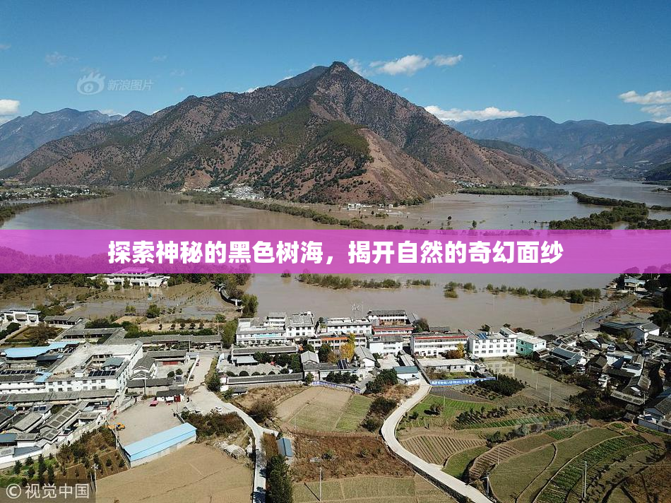 探索神秘的黑色树海，揭开自然的奇幻面纱
