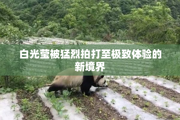白光莹被猛烈拍打至极致体验的新境界