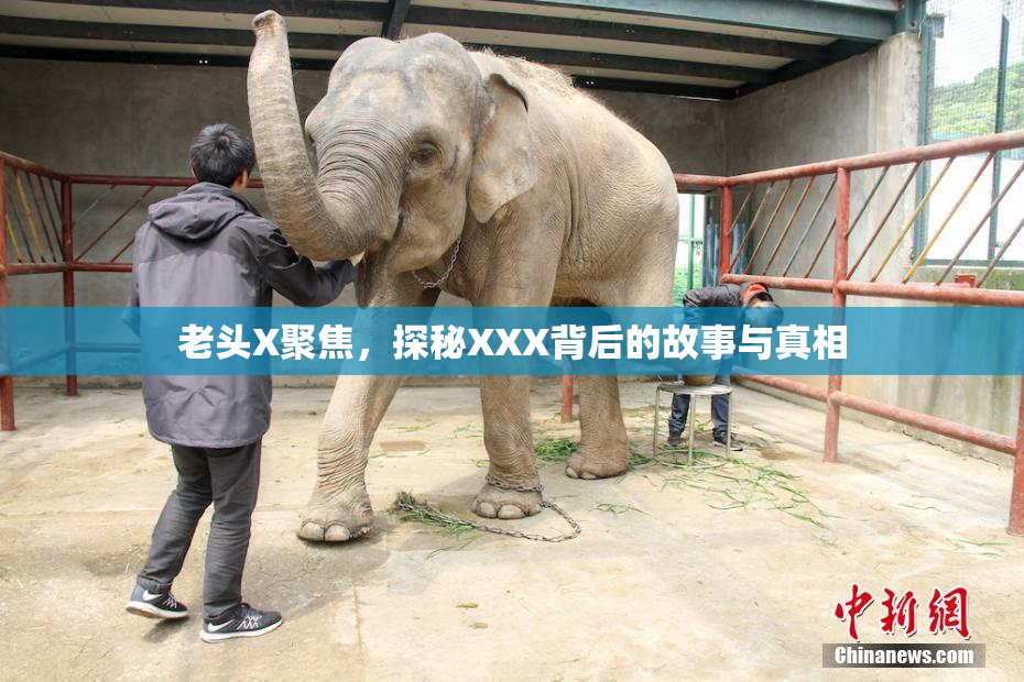 老头X聚焦，探秘XXX背后的故事与真相