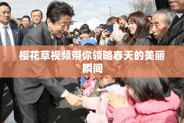 樱花草视频带你领略春天的美丽瞬间
