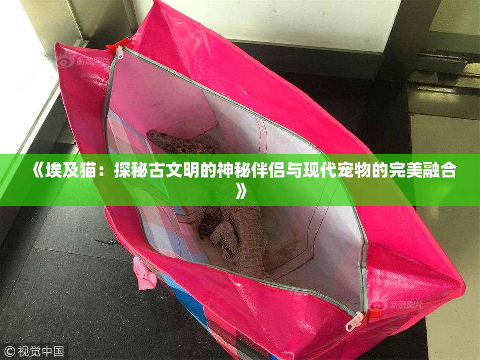 《埃及猫：探秘古文明的神秘伴侣与现代宠物的完美融合》