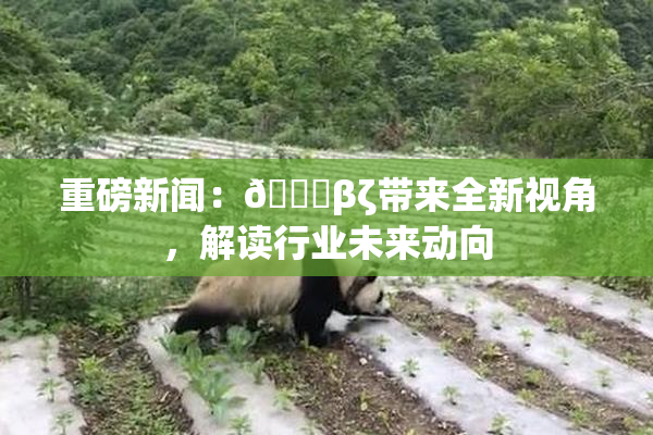 重磅新闻：👙βζ带来全新视角，解读行业未来动向