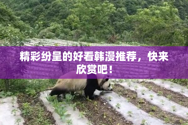 精彩纷呈的好看韩漫推荐，快来欣赏吧！