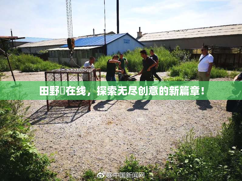 田野憂在线，探索无尽创意的新篇章！