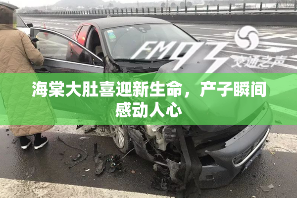 海棠大肚喜迎新生命，产子瞬间感动人心
