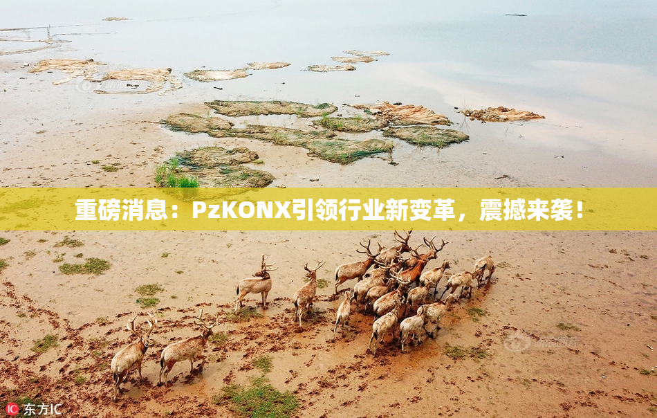 重磅消息：PzKONX引领行业新变革，震撼来袭！