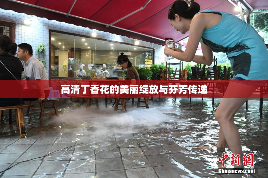 高清丁香花的美丽绽放与芬芳传递