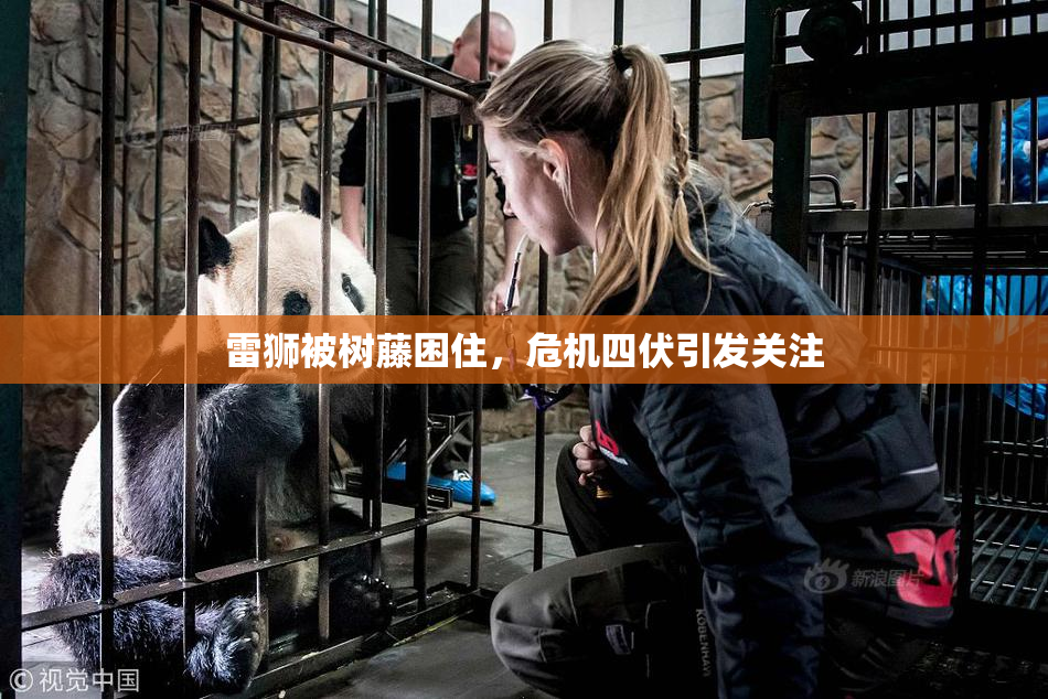 雷狮被树藤困住，危机四伏引发关注