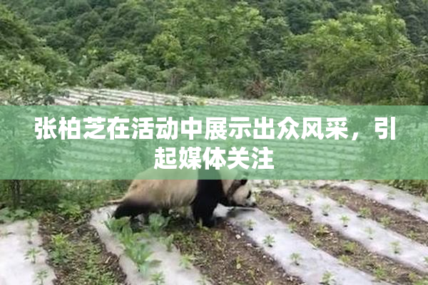 张柏芝在活动中展示出众风采，引起媒体关注