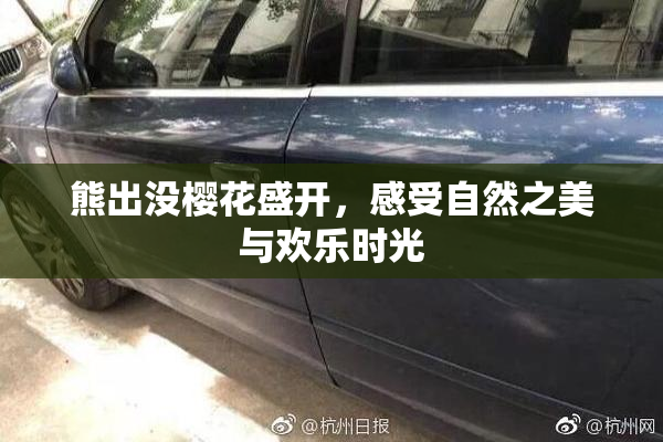 熊出没樱花盛开，感受自然之美与欢乐时光