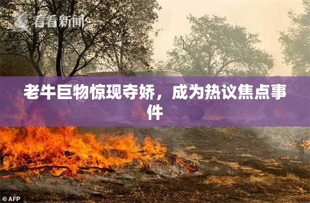 老牛巨物惊现夺娇，成为热议焦点事件