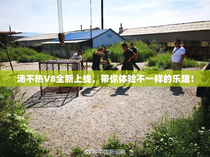 汤不热V8全新上线，带你体验不一样的乐趣！