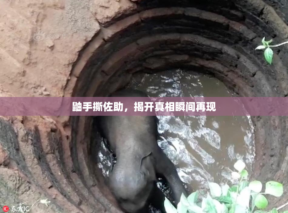鼬手撕佐助，揭开真相瞬间再现