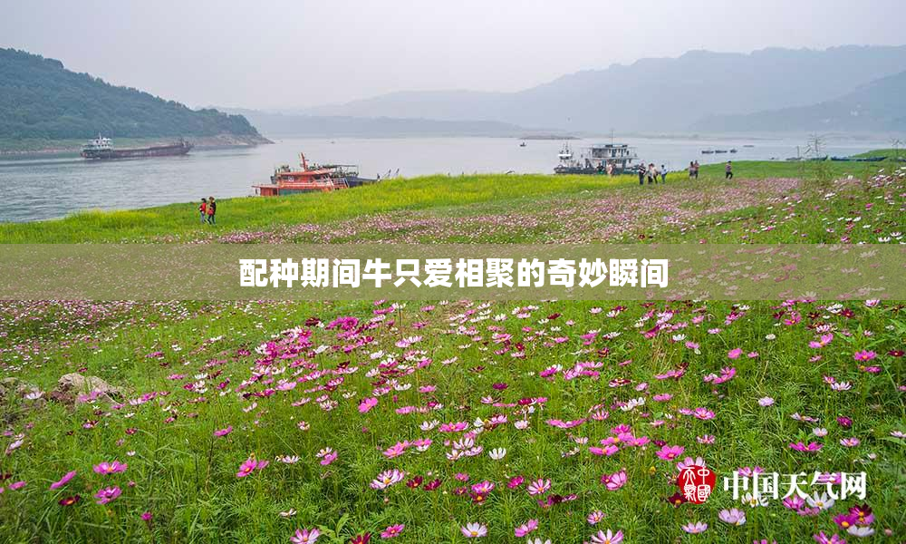 配种期间牛只爱相聚的奇妙瞬间