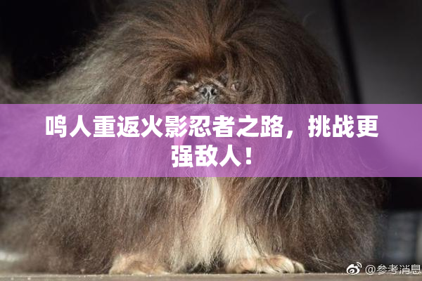 鸣人重返火影忍者之路，挑战更强敌人！