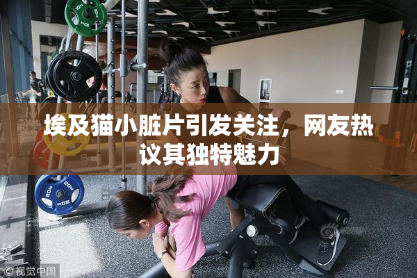 埃及猫小脏片引发关注，网友热议其独特魅力