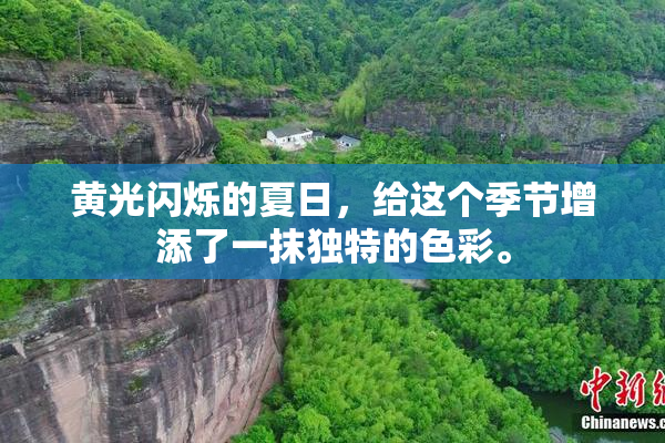黄光闪烁的夏日，给这个季节增添了一抹独特的色彩。