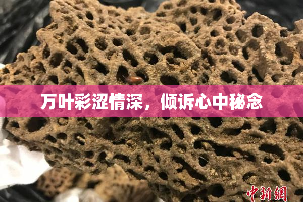 万叶彩涩情深，倾诉心中秘念