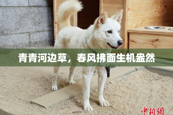 青青河边草，春风拂面生机盎然