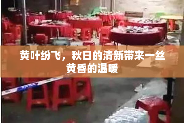黄叶纷飞，秋日的清新带来一丝黄昏的温暖