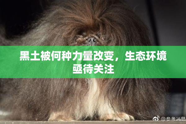 黑土被何种力量改变，生态环境亟待关注