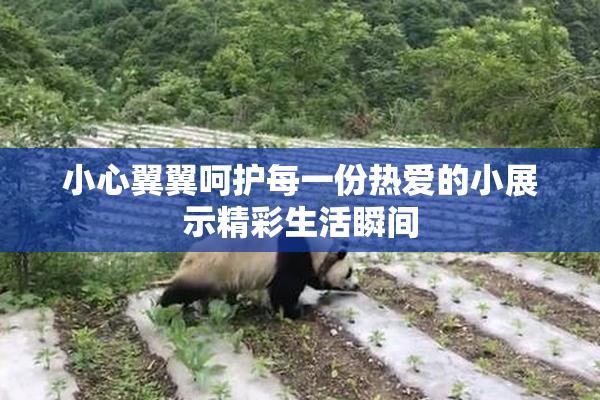 小心翼翼呵护每一份热爱的小展示精彩生活瞬间