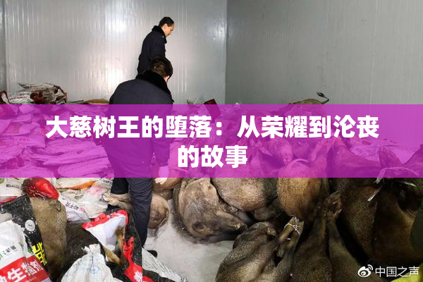 大慈树王的堕落：从荣耀到沦丧的故事