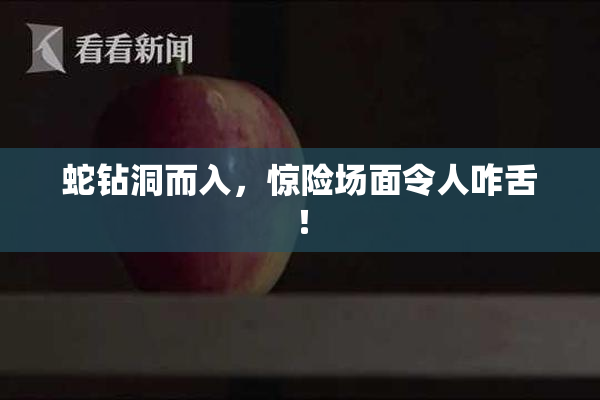 蛇钻洞而入，惊险场面令人咋舌！