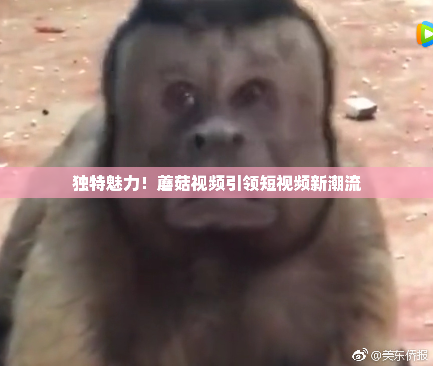 独特魅力！蘑菇视频引领短视频新潮流