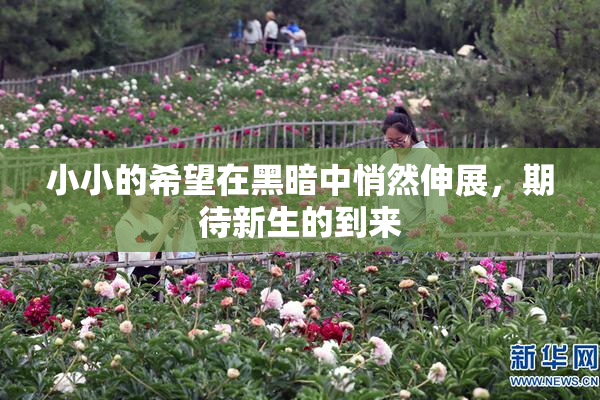 小小的希望在黑暗中悄然伸展，期待新生的到来