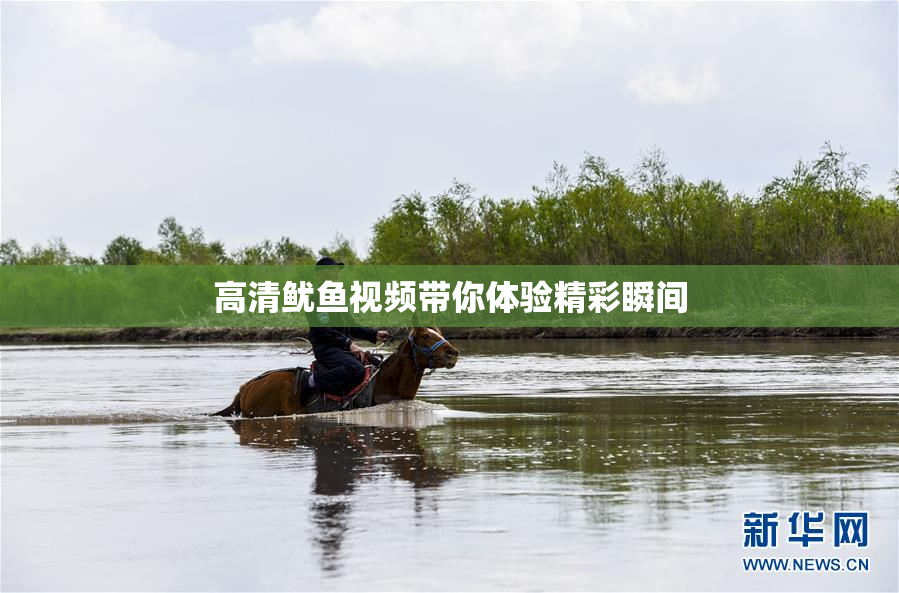 高清鱿鱼视频带你体验精彩瞬间