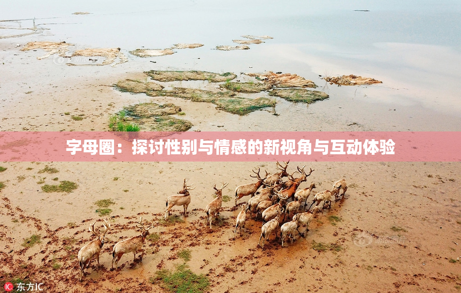 字母圈：探讨性别与情感的新视角与互动体验