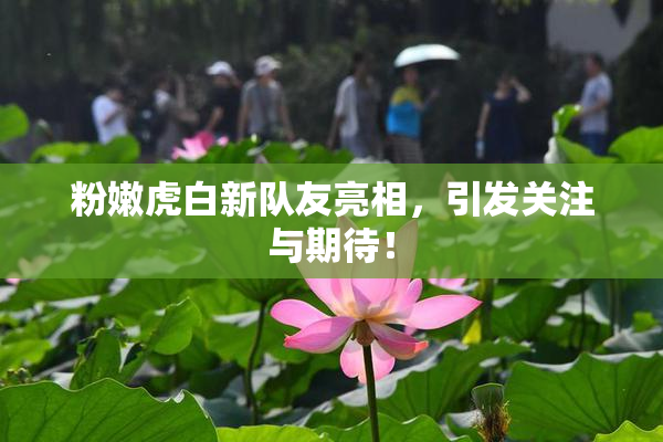 粉嫩虎白新队友亮相，引发关注与期待！
