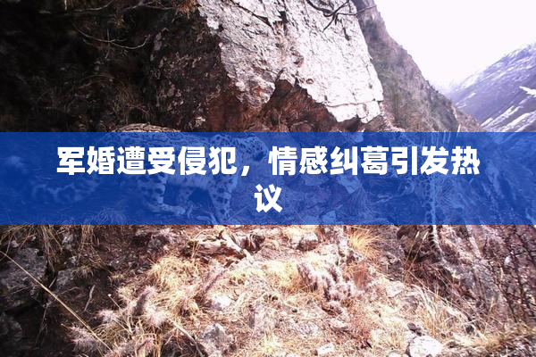 军婚遭受侵犯，情感纠葛引发热议