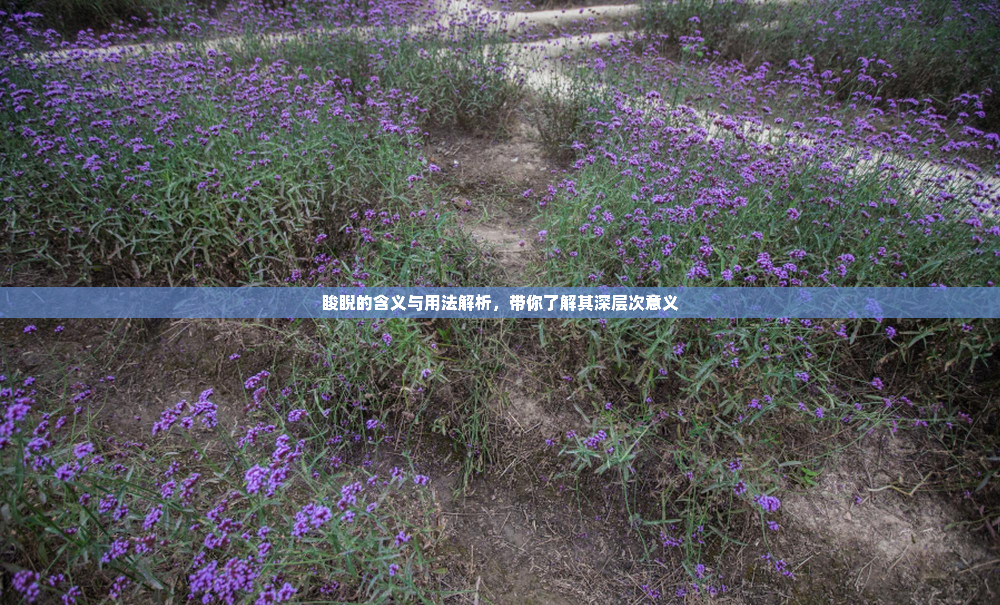 睃睨的含义与用法解析，带你了解其深层次意义