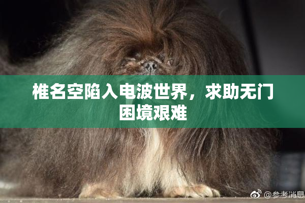 椎名空陷入电波世界，求助无门困境艰难