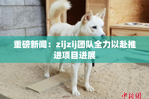 重磅新闻：zijzij团队全力以赴推进项目进展