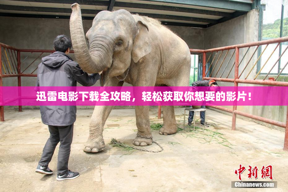 迅雷电影下载全攻略，轻松获取你想要的影片！