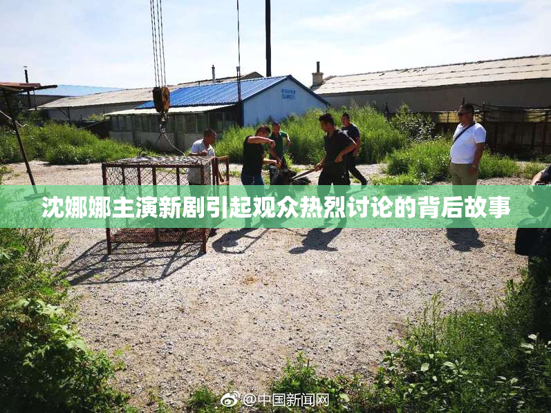 沈娜娜主演新剧引起观众热烈讨论的背后故事