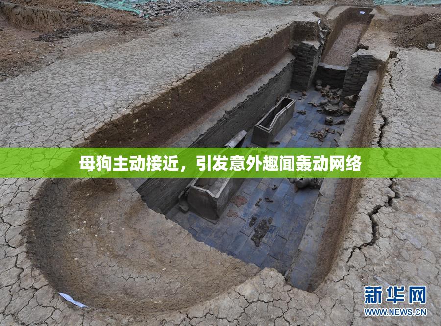 母狗主动接近，引发意外趣闻轰动网络