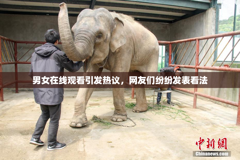 男女在线观看引发热议，网友们纷纷发表看法