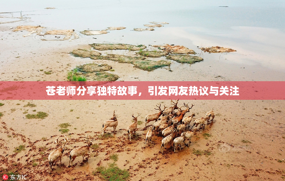 苍老师分享独特故事，引发网友热议与关注